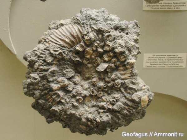 аммониты, брахиоподы, ПИН, Speetoniceras, Speetoniceras versicolor, Ammonites, Kasakoviella, Hauterivian