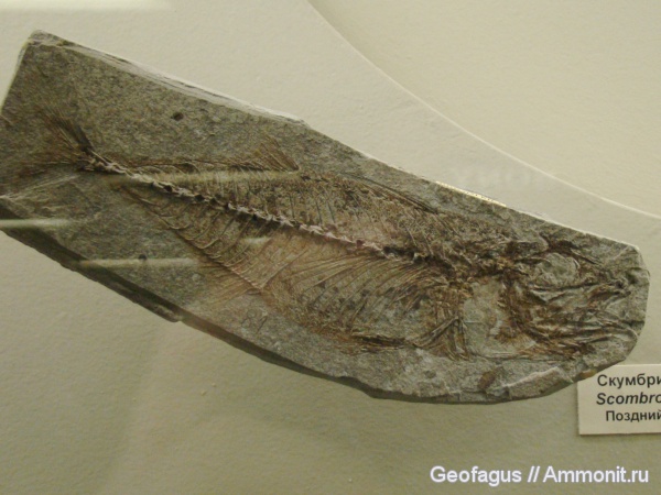 рыбы, ПИН, скумбриевые, Scombrosarda, Scombrosarda limata, fish