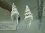 Clavatula polonica (Pusch)