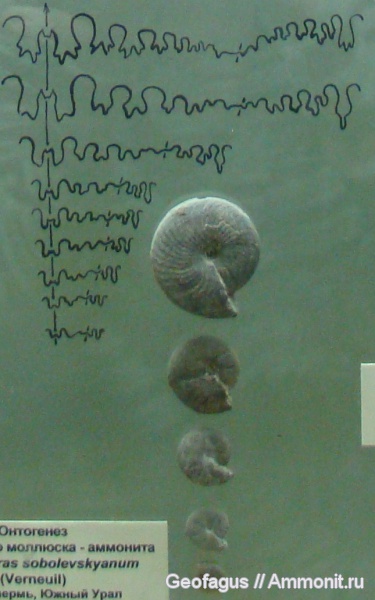 аммониты, ПИН, Popanoceras, Ammonites, Popanoceras sobolevskyanum