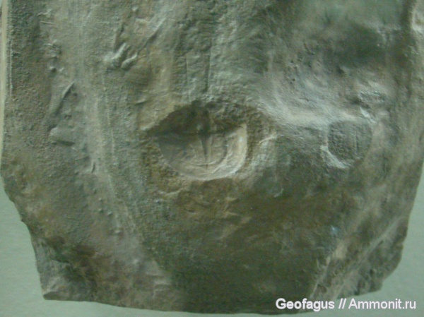 ПИН, мечехвосты, Limulitella, Xiphosura, Limulus