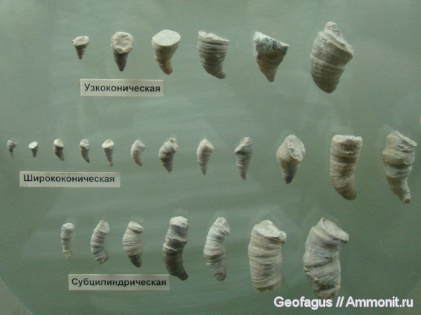 кораллы, ругозы, Pentamplexus, Pentamplexus leptoconicus