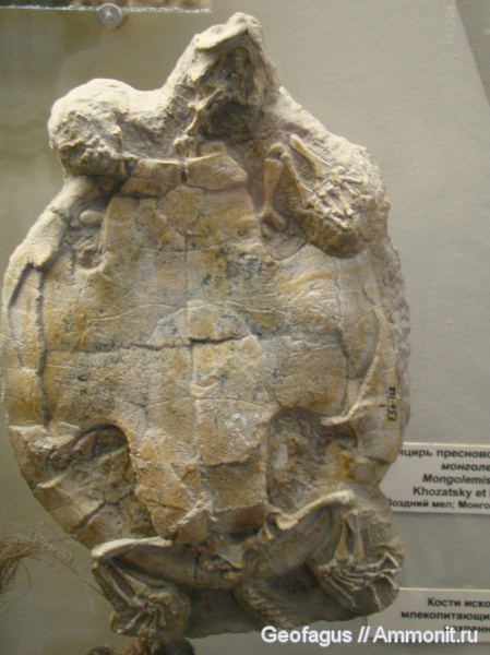 черепахи, ПИН, Mongolemis, Mongolemis elegans