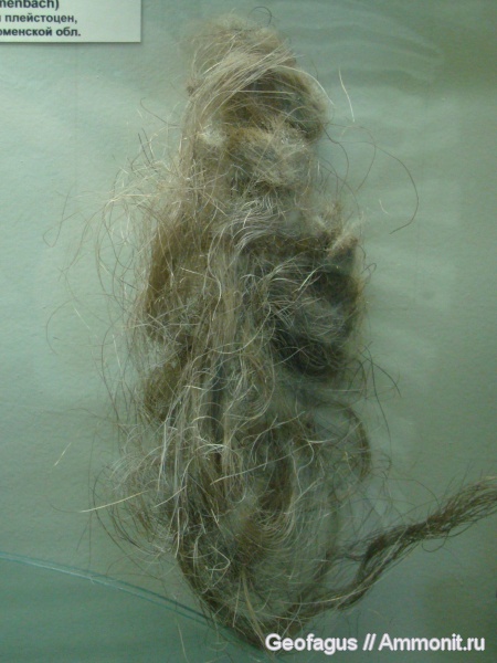 мамонты, ПИН, Mammuthus primigenius, Mammuthus