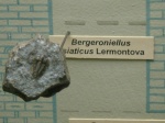 Трилобит Bergeroniellus siaticus Lermontova