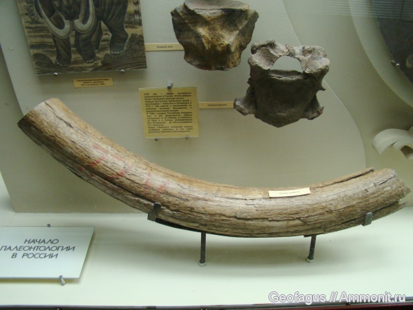 мамонты, киты, ПИН