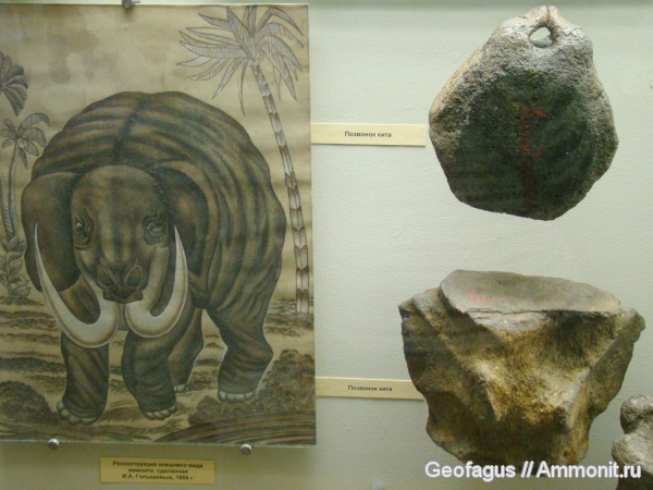 мамонты, киты, ПИН