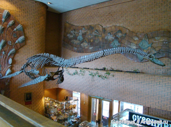 плезиозавры, ПИН