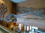 Скелет плезиозавра