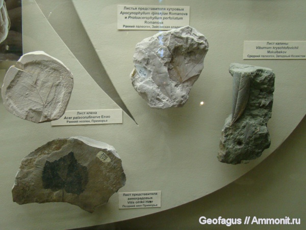 ПИН, Флора, Acer, Apocynophyllum, Apocynophyllum iljinskjiae, Protoacerophyllum, Protoacerophyllum perfoliatum, Viburnum, Viburnum kryschtofovichii, Acer paleorufinerve, Vitis, Vitis olridii