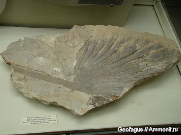 ПИН, Флора, Sabal, Sabal ptuckyanii