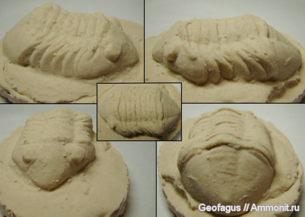 трилобиты, р. Волхов, Asaphus, Delphasaphus