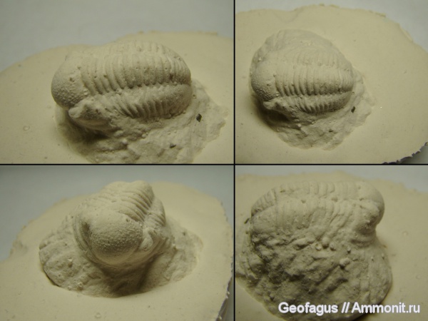 трилобиты, Марокко, Gerastos, Gerastos granulosus