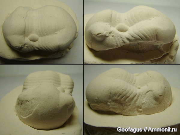 трилобиты, р. Волхов, Illaenus