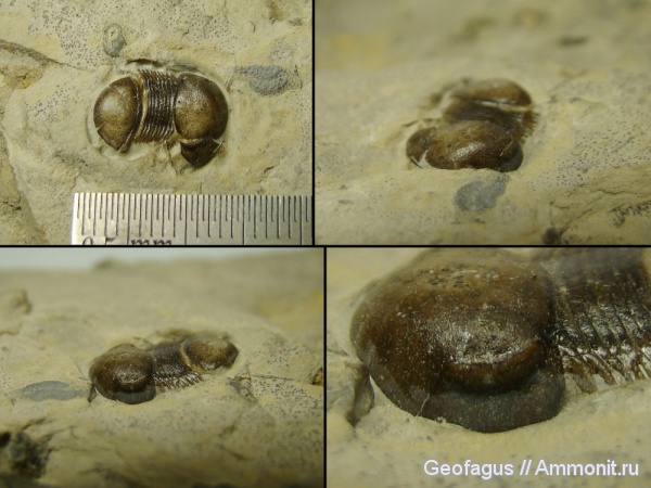 трилобиты, членистоногие, Bumastus ioxus, Bumastus, Нью-Йорк, трилобитообразные