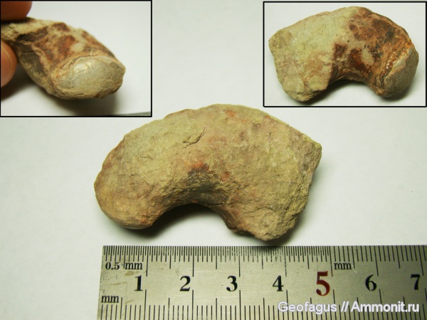 р. Волхов, наутилоидеи, Ленинградская область, Nautiloidea, Tarphycerida