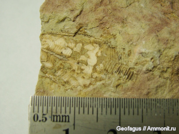 р. Волхов, Ленинградская область, конулярии, Conularia