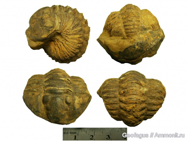 трилобиты, Марокко, Flexicalymene, Flexicalymene ouzregui, Diacalymene ouzregui, Diacalymene, TAZOULAIT