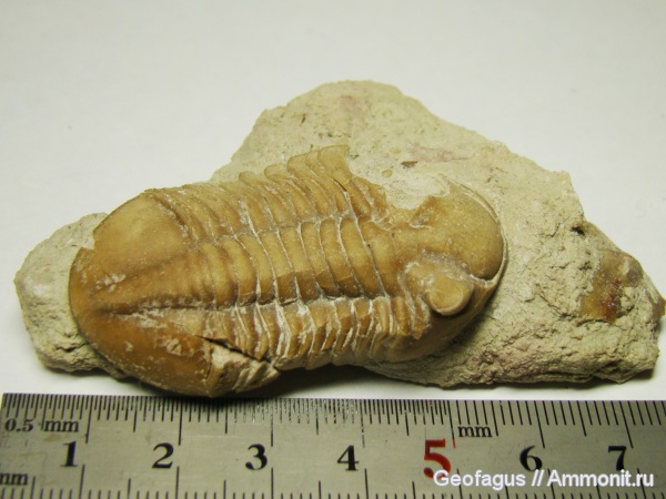 трилобиты, р. Волхов, Asaphus, Asaphus plautini