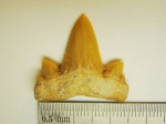 Зуб акулы Cretalamna biauriculata (? если не ошибаюсь)