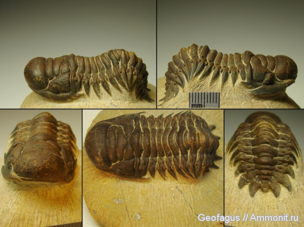 трилобиты, Марокко, Cheirurus, Crotalocephalus, Crotalocephalus gibbus