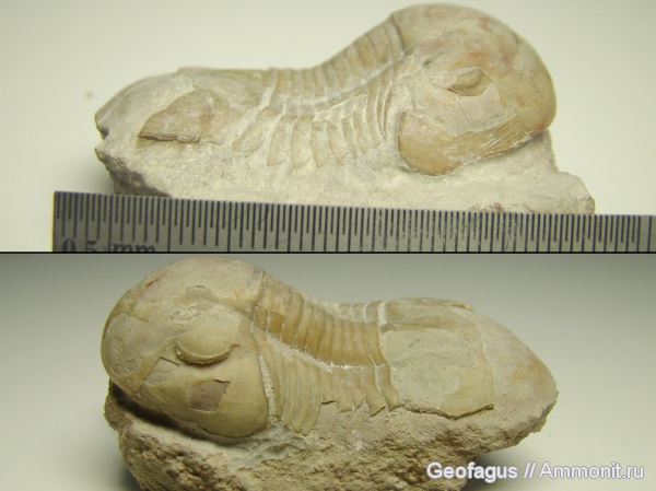 трилобиты, р. Волхов, Illaenus, ?