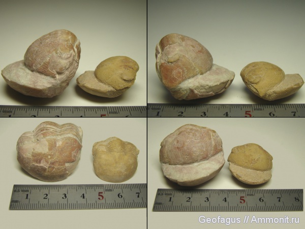 трилобиты, р. Волхов, Illaenus, ?