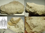 Останки трилобита Metopolichas platyrhinus