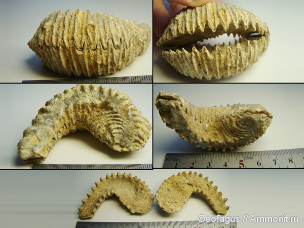 двустворки, Мадагаскар, Rastellum