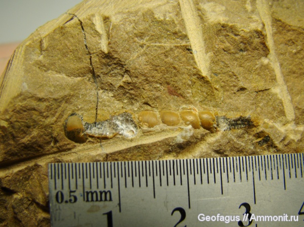 гастроподы, ?