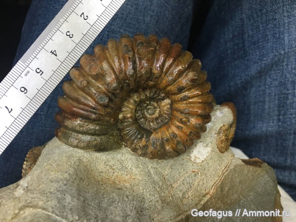 аммониты, ?