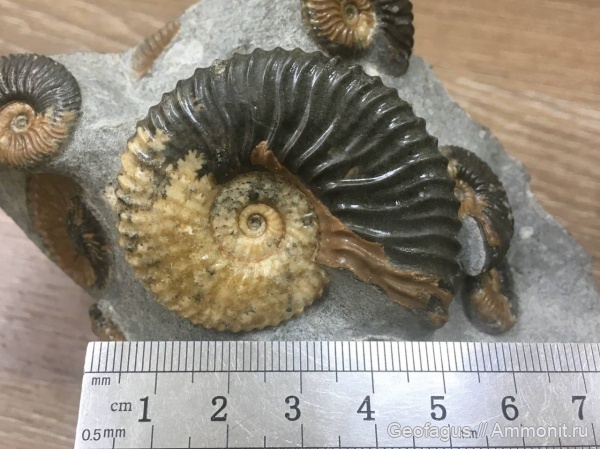 аммониты, ?