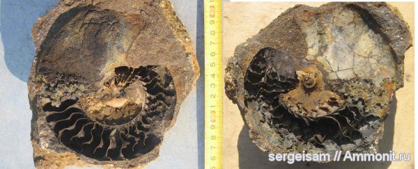 мел, альб, Владимирская область, устье, Anadesmoceras, Albian, Cretaceous