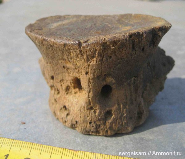 мел, плезиозавры, альб, позвонки, Владимирская область, Plesiosauria, Albian