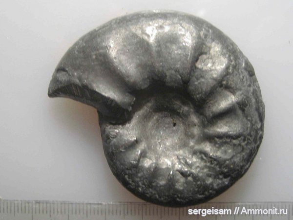 мел, Arcthoplites, Cretaceous, Anadesmoceras subbaylei