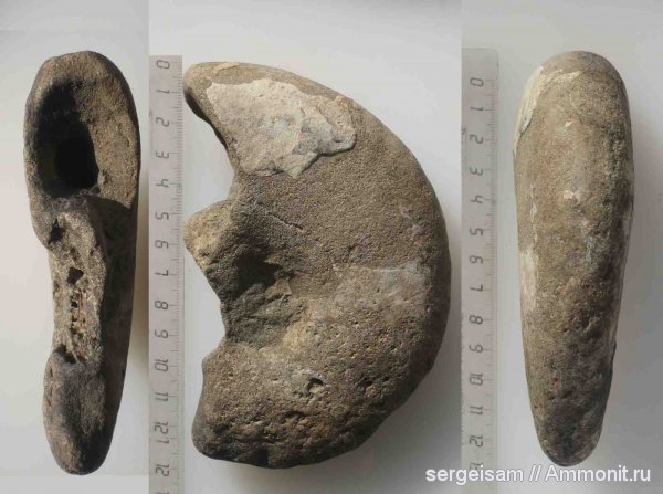 мел, альб, Anadesmoceras, Albian, Cretaceous