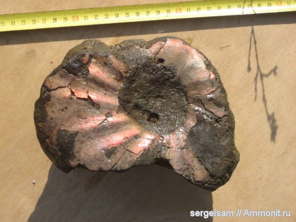 аммониты, мел, альб, Hoplitidae, Anadesmoceras, Ammonites, Albian, Cretaceous, Anadesmoceras subbaylei