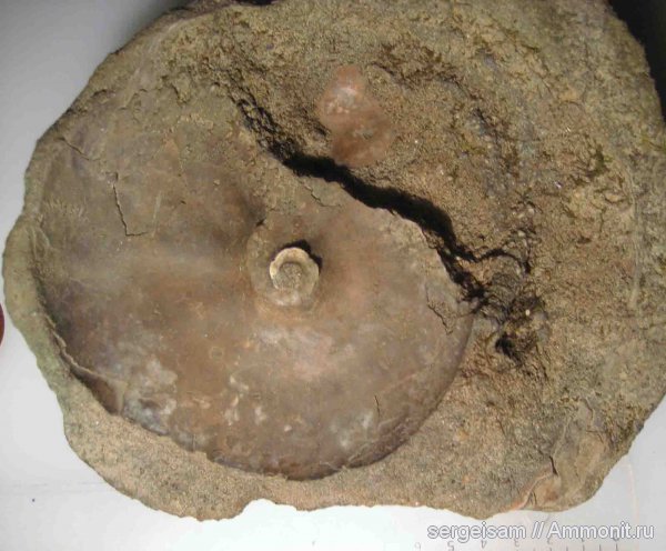 мел, альб, Anadesmoceras, Albian, Cretaceous