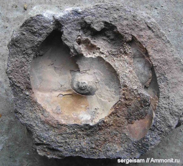 мел, альб, Владимирская область, Anadesmoceras, Albian, Cretaceous