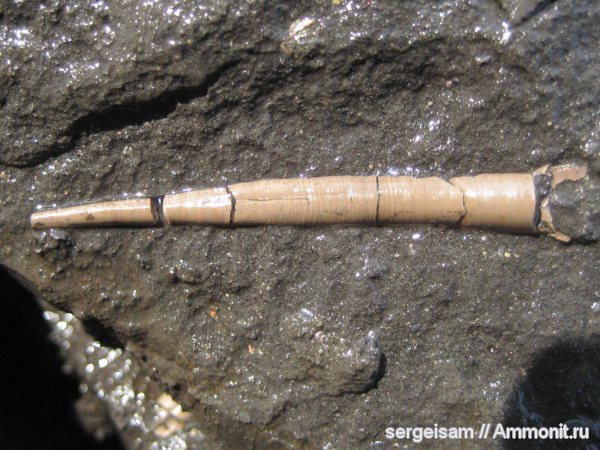 юра, оксфорд, лопатоногие моллюски, Laevidentalium, р. Клязьма, Болгары, Oxfordian, Jurassic