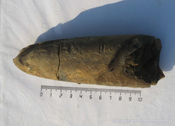 белемниты, юра, р. Клязьма, Болгары, Simobelus  lateralis, Jurassic, belemnites