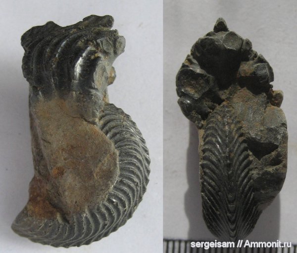 юра, Cardioceras, оксфорд, р. Клязьма, Владимир, Oxfordian, Jurassic