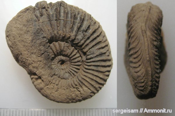 юра, оксфорд, Amoeboceras, forma undaticarinata, Oxfordian, Jurassic