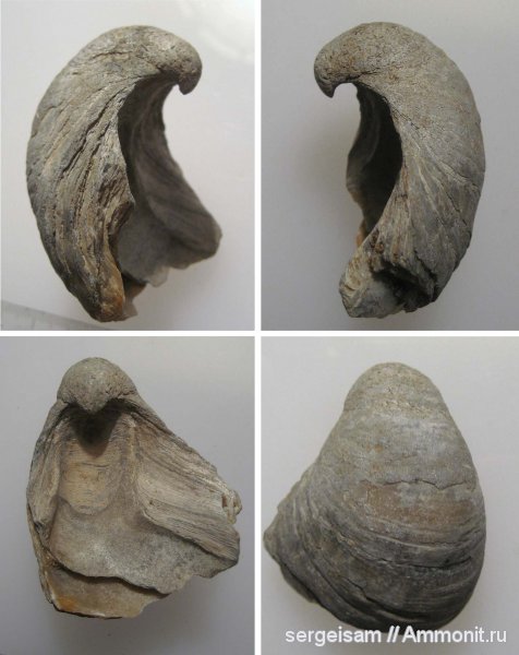 юра, оксфорд, двустворчатые моллюски, Gryphaea, р. Клязьма, Gryphaeidae, Владимир, Oxfordian, Jurassic