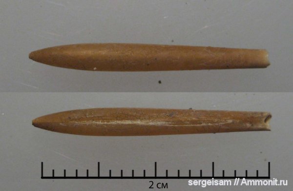 юра, оксфорд, Hibolithes, р. Клязьма, Болгары, Oxfordian, Jurassic