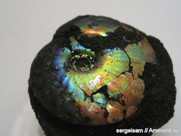 аммониты, юра, Фили, волжский ярус, Garniericeras, Ammonites, Volgian, Jurassic