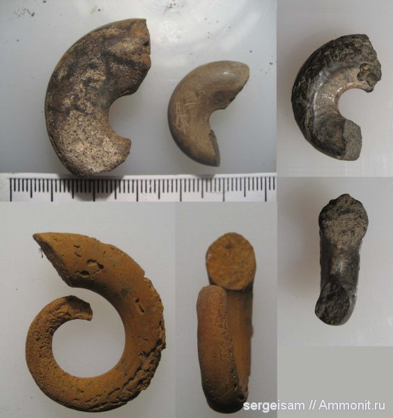 гастроподы, юра, Коломенское, оксфорд, Капотня, Болгары, Oxfordian, Jurassic