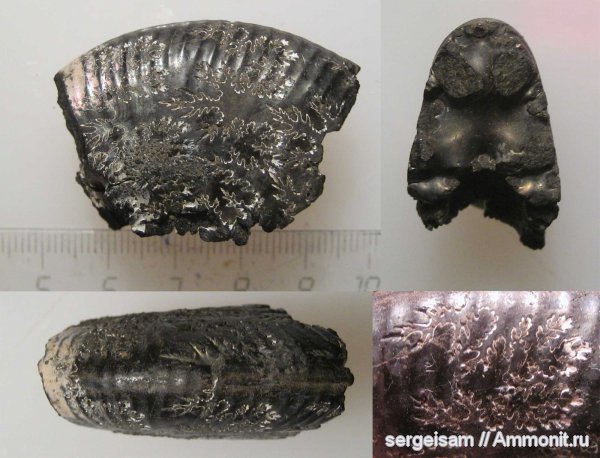 юра, оксфорд, Ringsteadia, Капотня, Oxfordian, Jurassic