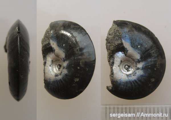 юра, Garniericeras, Garniericeras catenulatum, Jurassic