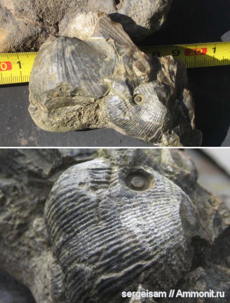 карбон, Productida